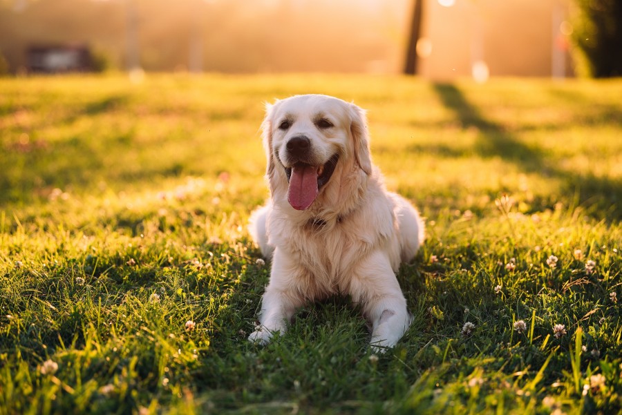 Quelles sont les origines de la couleur sable chez le golden retriever ?