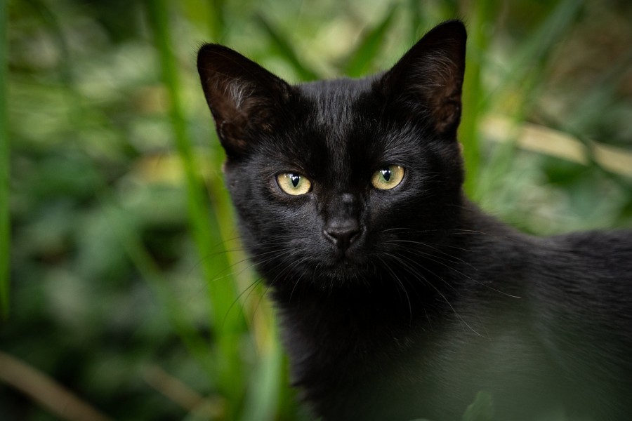 Quelles sont les précautions à prendre avec un chat bengal noir en termes de santé ?