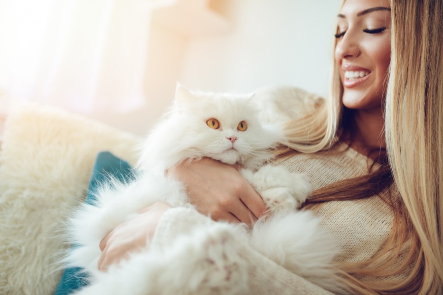 Quelles sont les races de chats les plus affectueuses ?