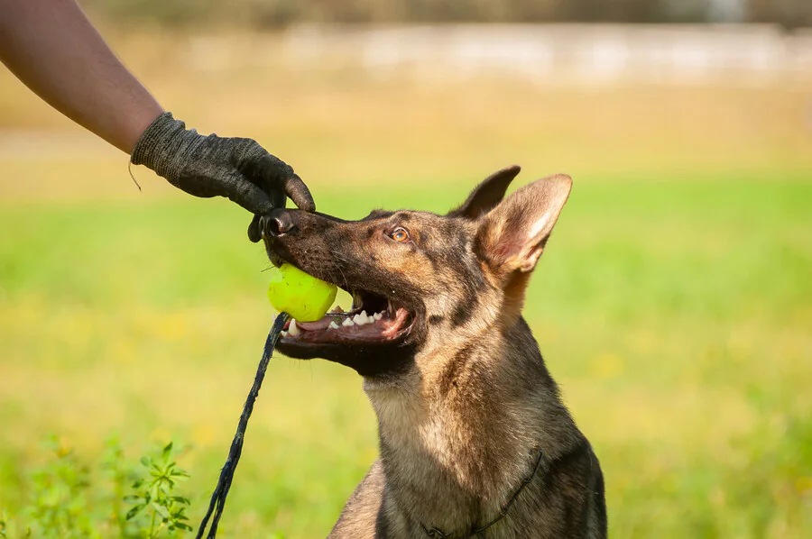 Quelles sont les techniques utilisées par un dresseur pour chien ?