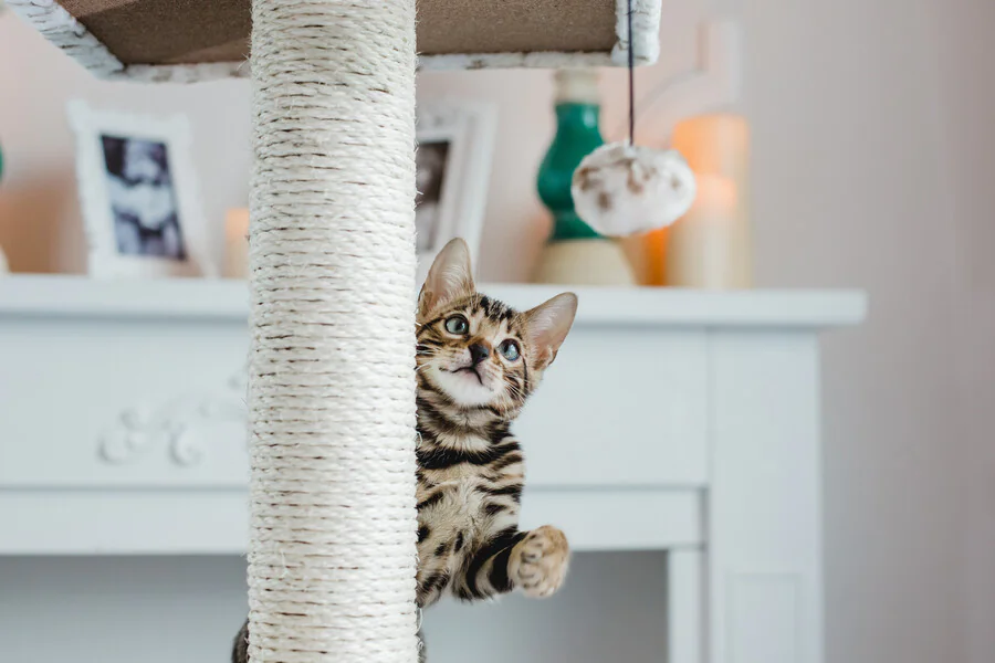 Quels sont les avantages de fabriquer des jouets pour son chat soi-même ?