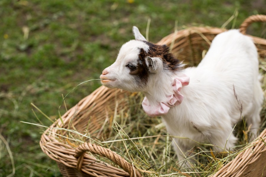 Quels sont les besoins alimentaires d'un bébé chevreau ?