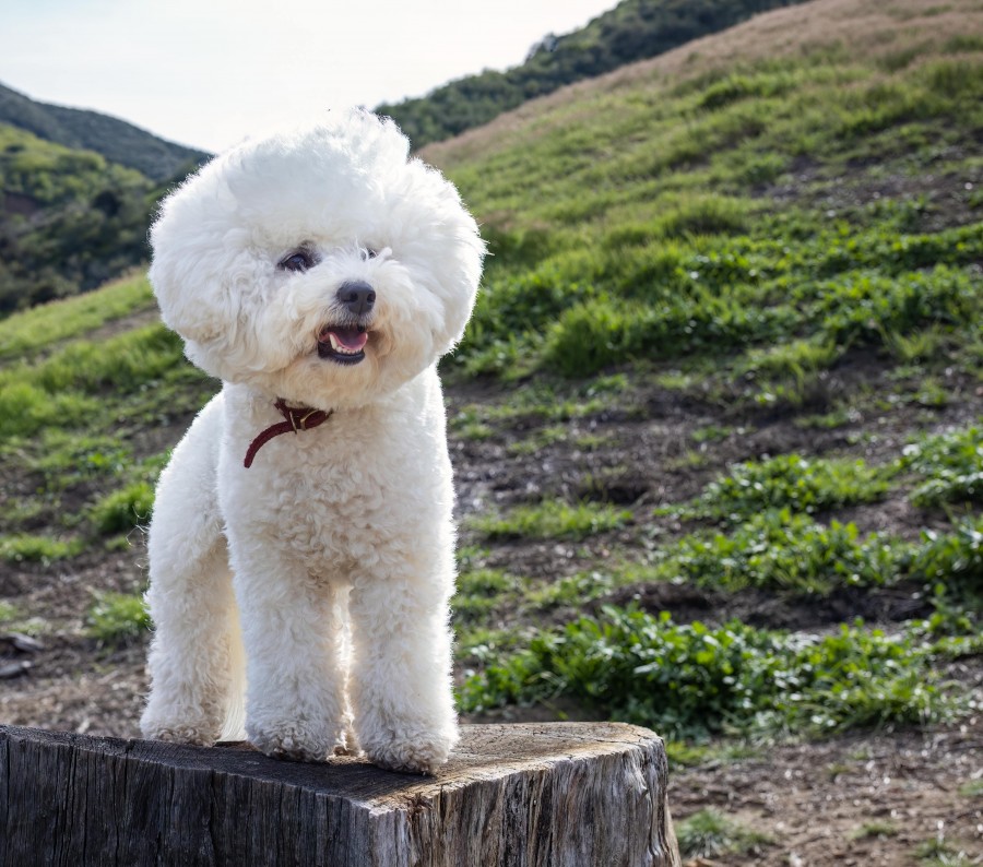 Quels sont les soins spécifiques à apporter à un chien bichon frisé ?