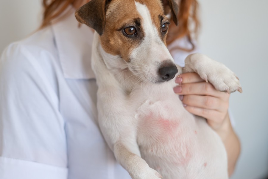 Qu'est-ce que la dermatite chez le chien et comment la reconnaître ?