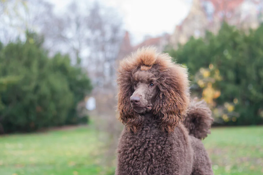 Qu'est-ce qu'un caniche royal?