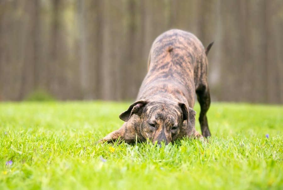 Qu'est-ce qu'un staffie bringé ?