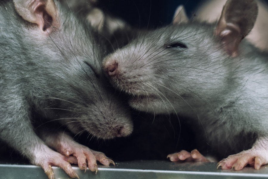 Pourquoi le rat surmulot est-il si fascinant ?