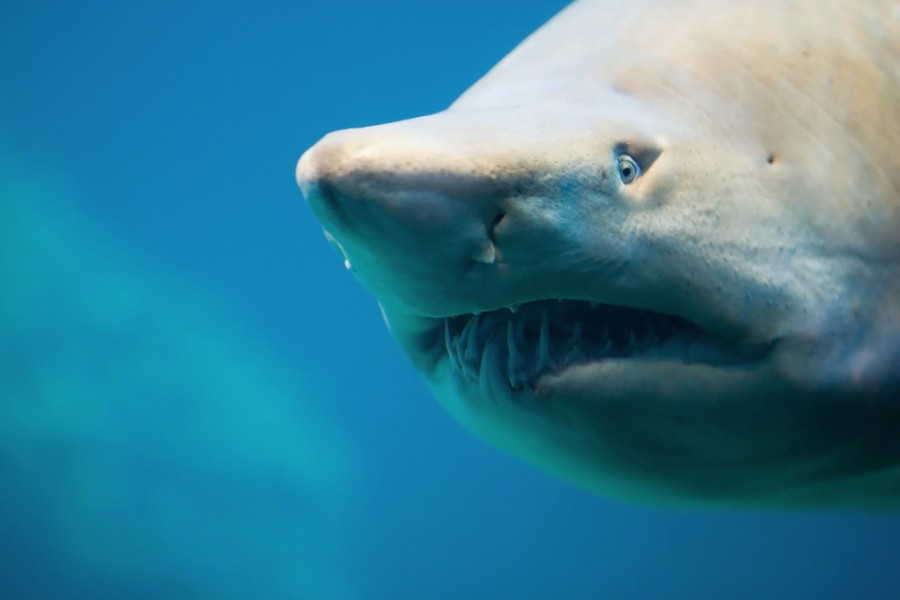 undiz - Requin d'eau douce ❤️