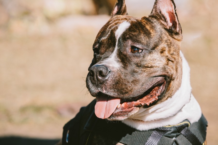 Tout savoir sur le staffie bringé sans guide ni astuces