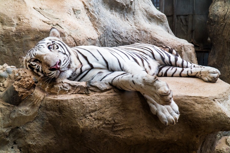 Un tigre trisomique peut-il encore être le roi de la jungle ?