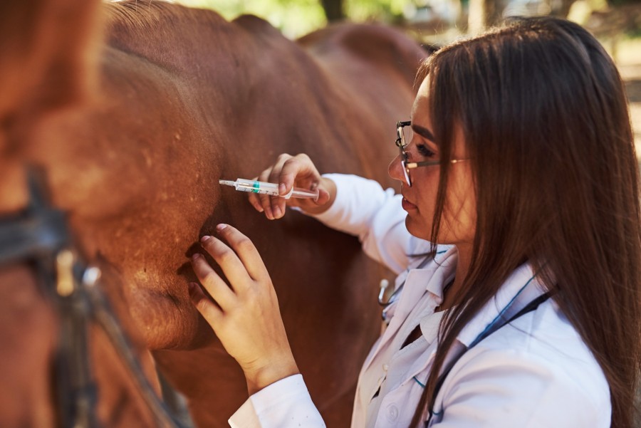 La vermifugation des chevaux et son importance